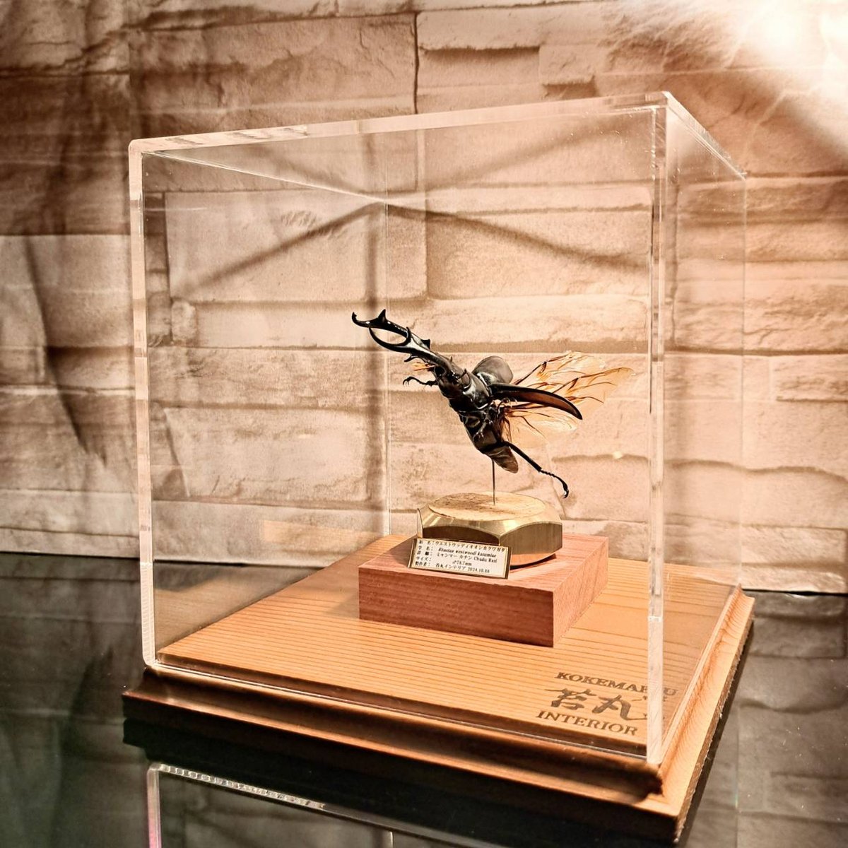 ラグジュアリー 昆虫標本】ウエストウッディオオシカクワガタ♂79.8mm