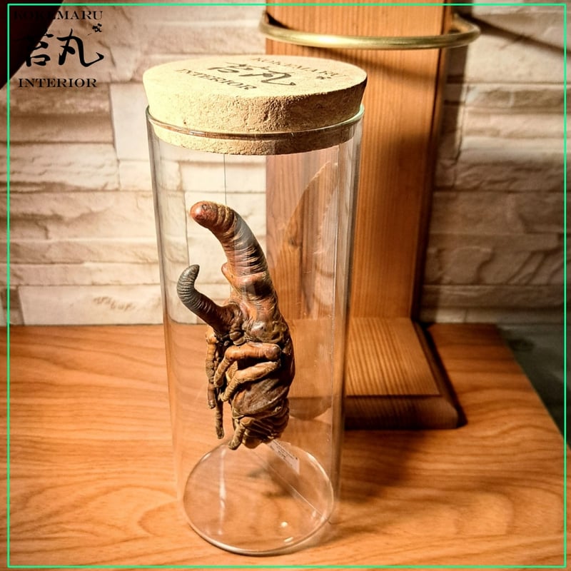 HYOHON 『柱』】 極太ヘラクレスオオカブト蛹(さなぎ) | 苔丸