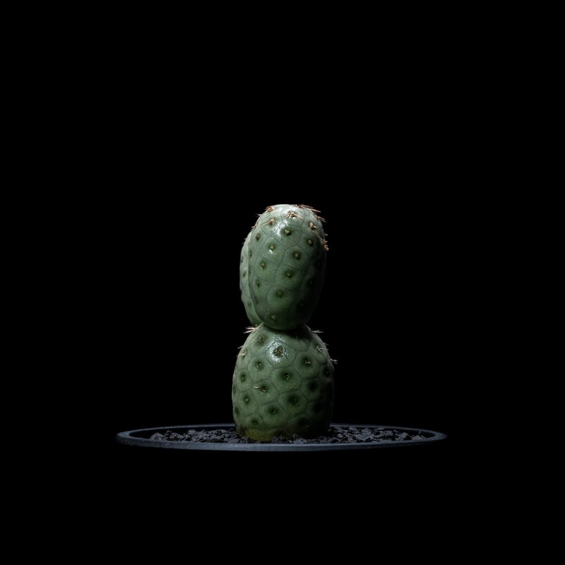 テフロカクタス ゲオメトリクス / Tephrocactus geometricus #2 |
