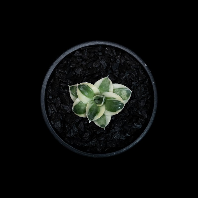 アガベ 王妃笹の雪 A型 白覆輪斑 ピンキー / Agave filifera var. co