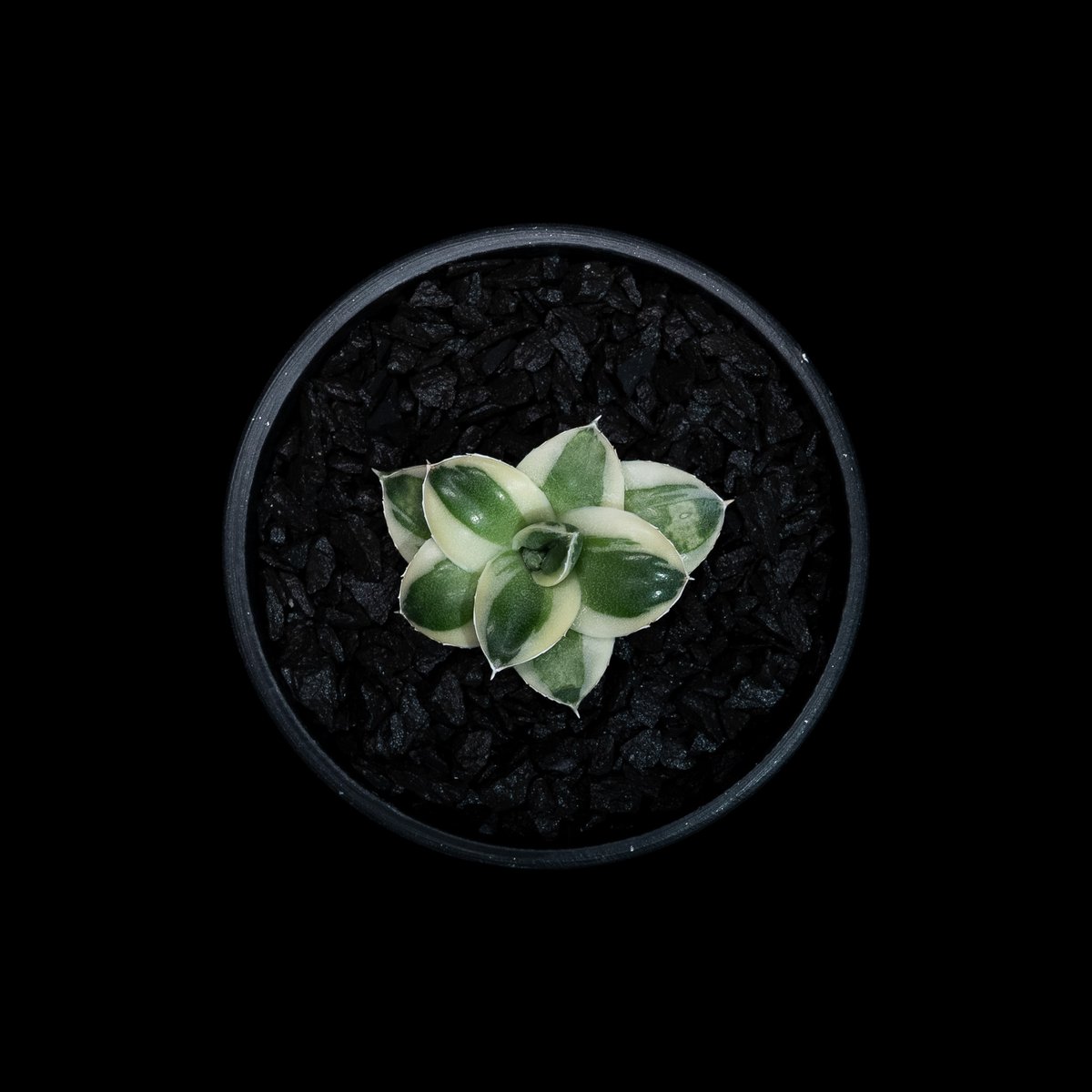 アガベ 王妃笹の雪 A型 白覆輪斑 ピンキー / Agave filifera var. co