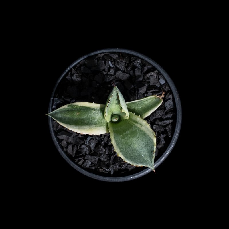 アガベ パリー トルンカータ オリザバ / Agave parryi var. truncat