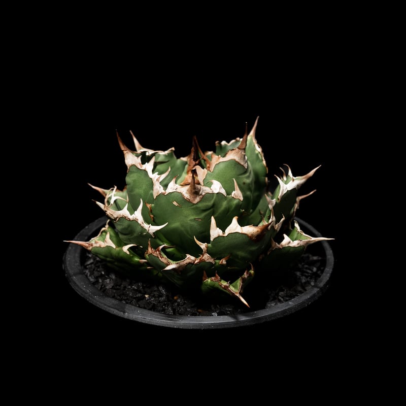 アガベ チタノタ 姫厳竜 / Agave titanota 'Dwarf' #3 | Duck