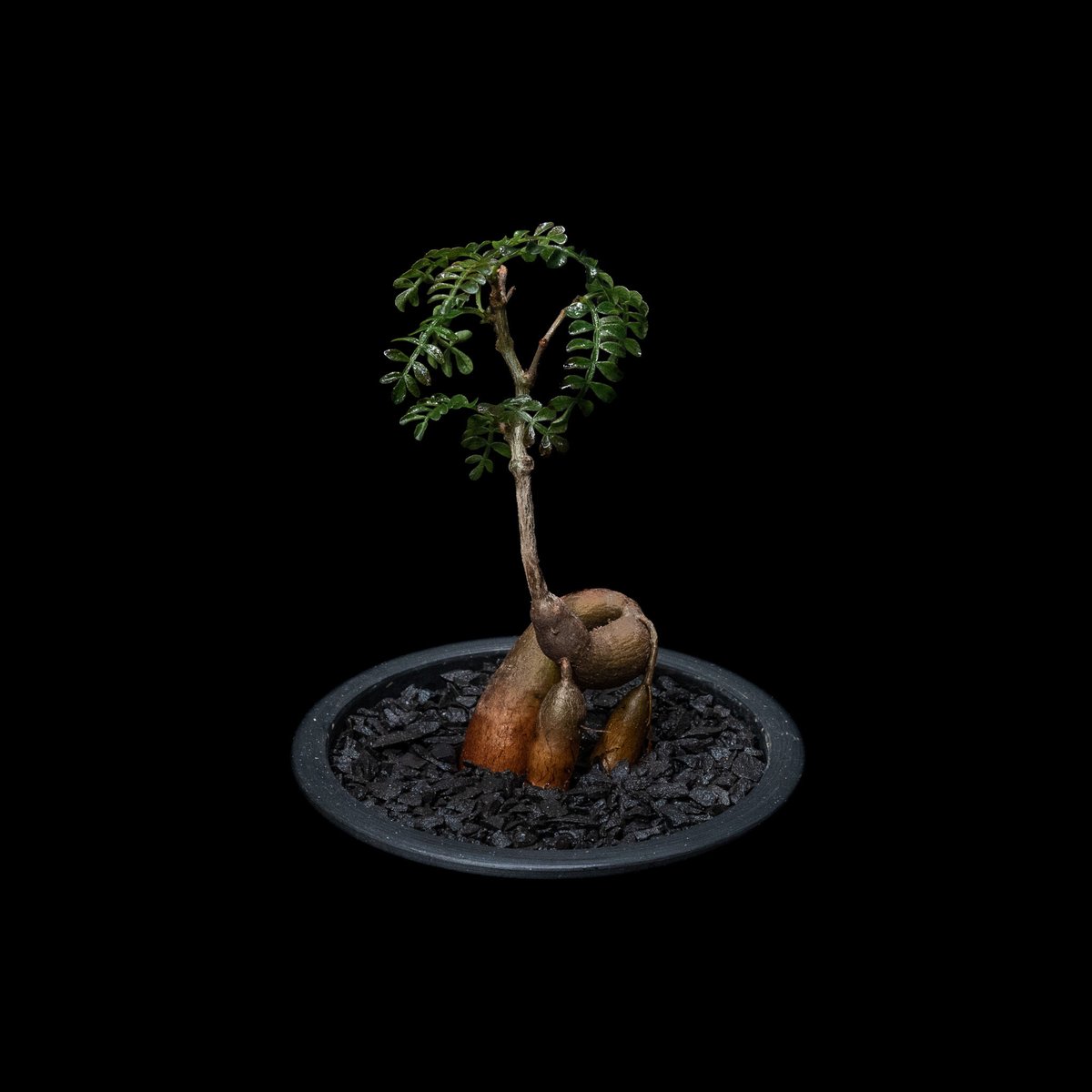 オペルクリカリア パキプス / Operculicarya pachypus #9 | Du