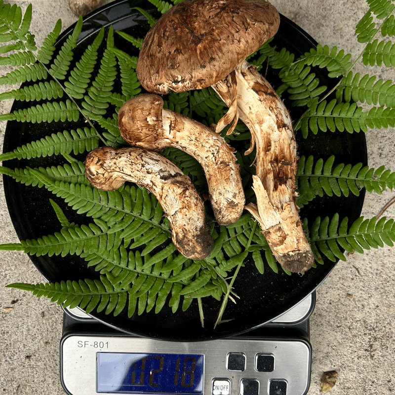 訳あり＞訳あり松茸 | 国産松茸通販の松茸堂｜朝採れの天然松茸を全国