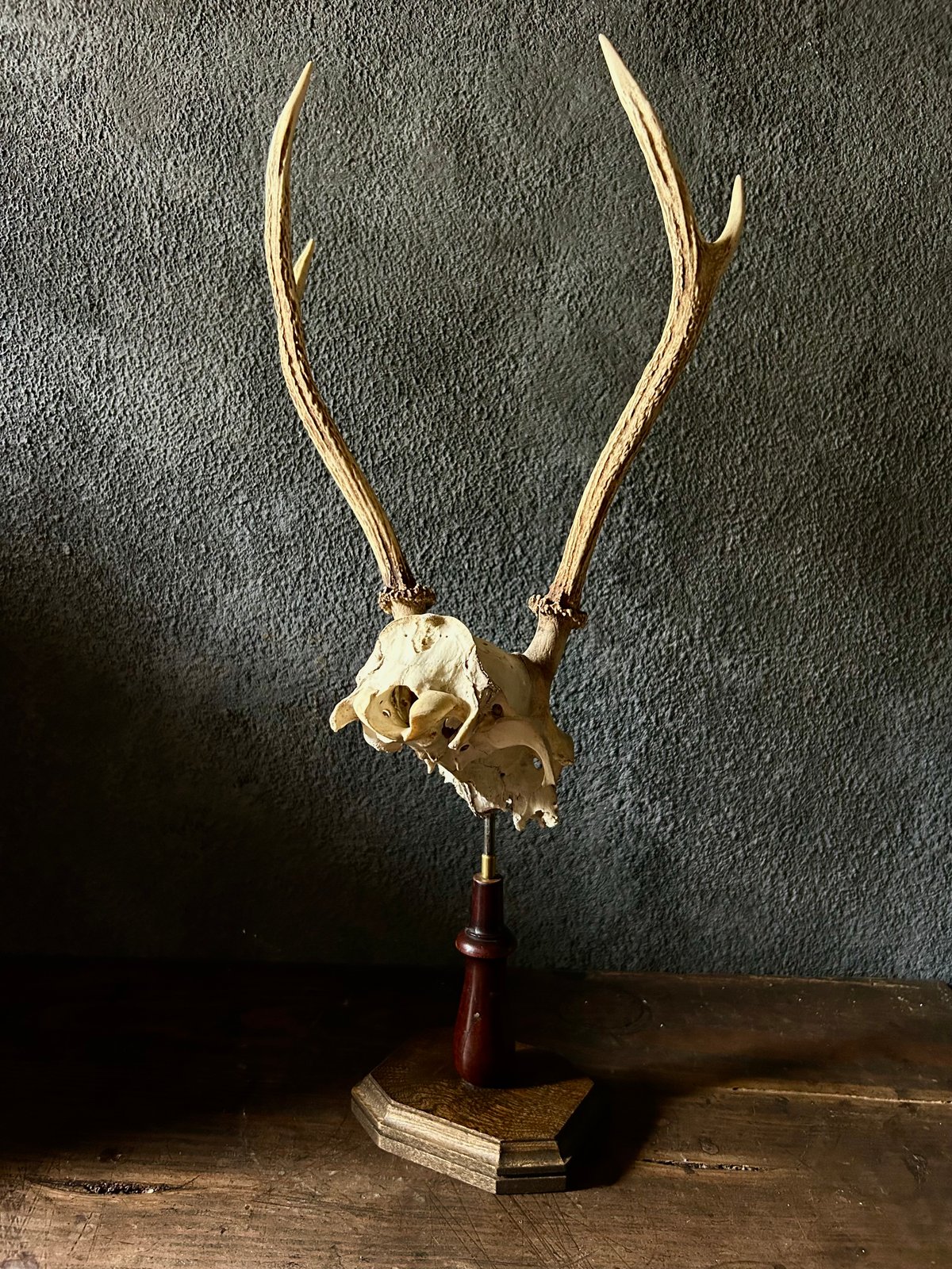 ⑦[1点もの] ハンティングトロフィー 鹿の角 頭蓋骨 日本鹿 スカル