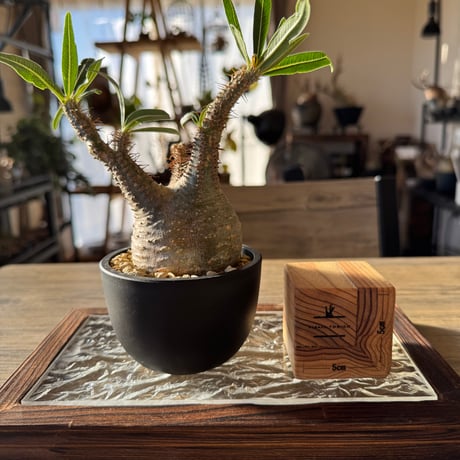 発根済グラキリス | STORES