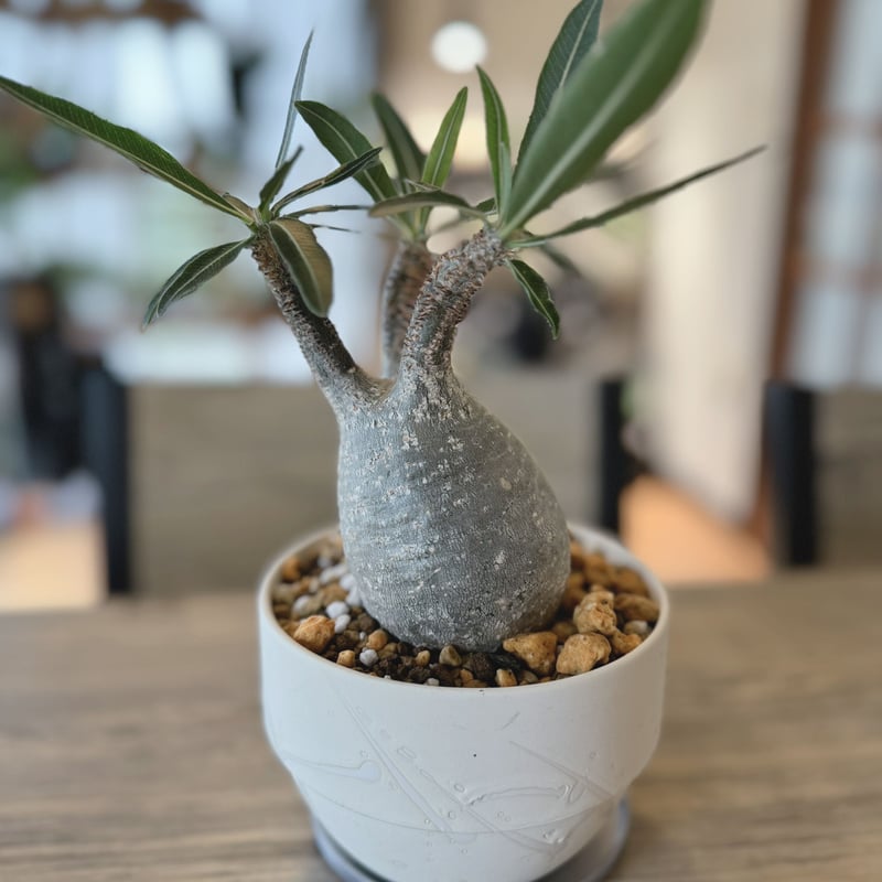 発根済 パキポディウムグラキリス | plants TORICO