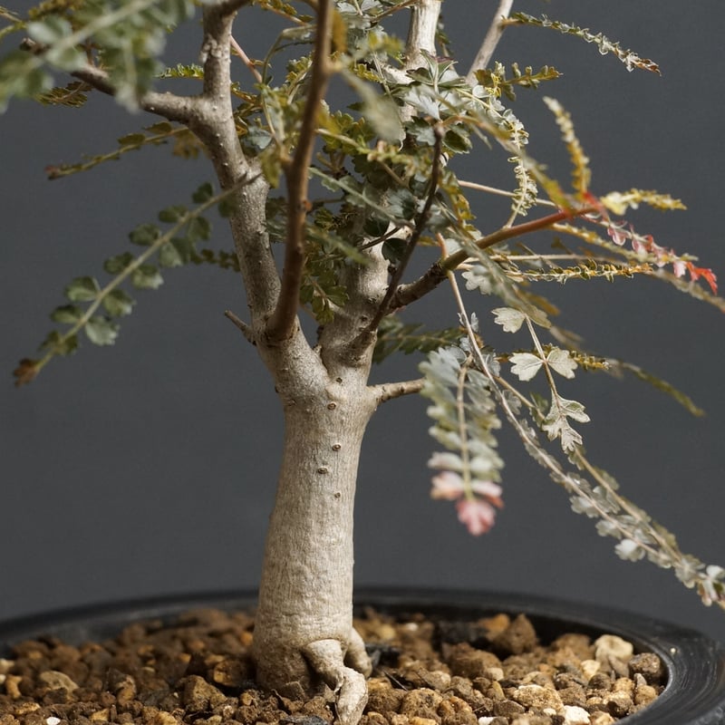 ボスウェリア ソコトラナ（銀葉タイプ） ボスウェリア・ソコトラナ」は