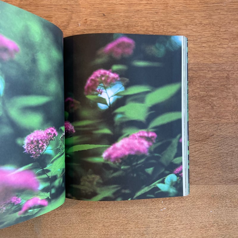 mina tabuchi｜into the forest | WHITEGREEN GALLERY