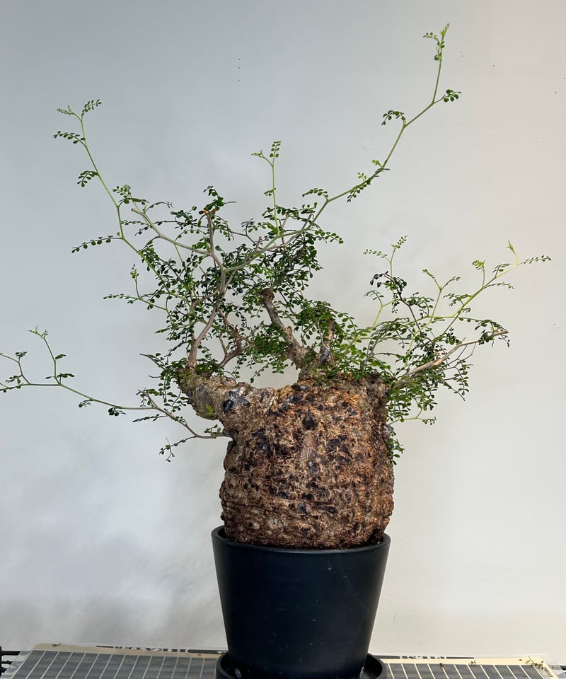 オペルクリカリアパキプス No.22 | R&A Caudex Plants