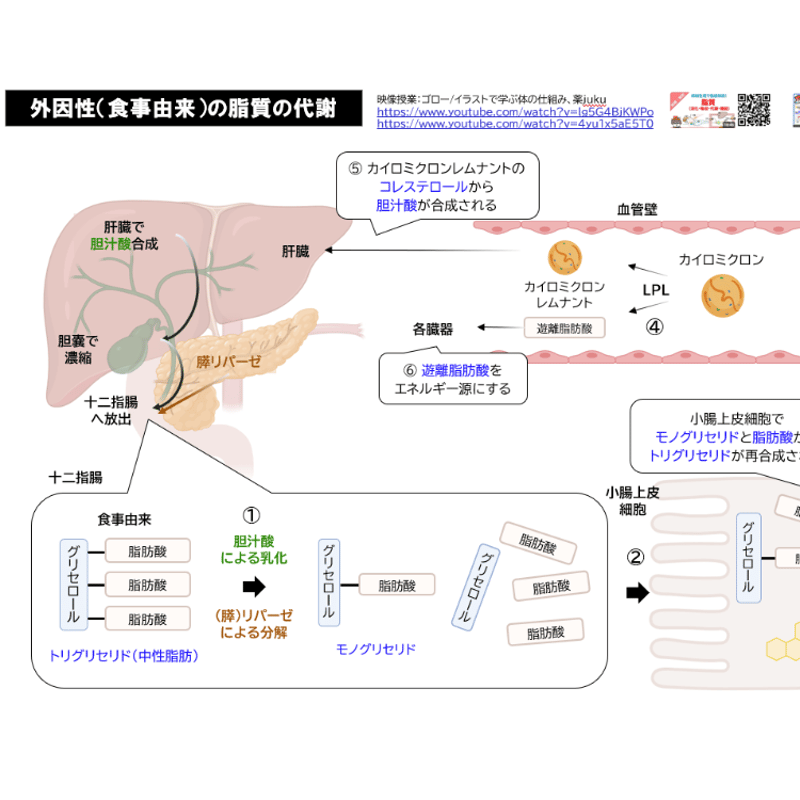 岡山大学】 2026年度入試 再現問題＋解答解説 医学部学士編入 | 医学部