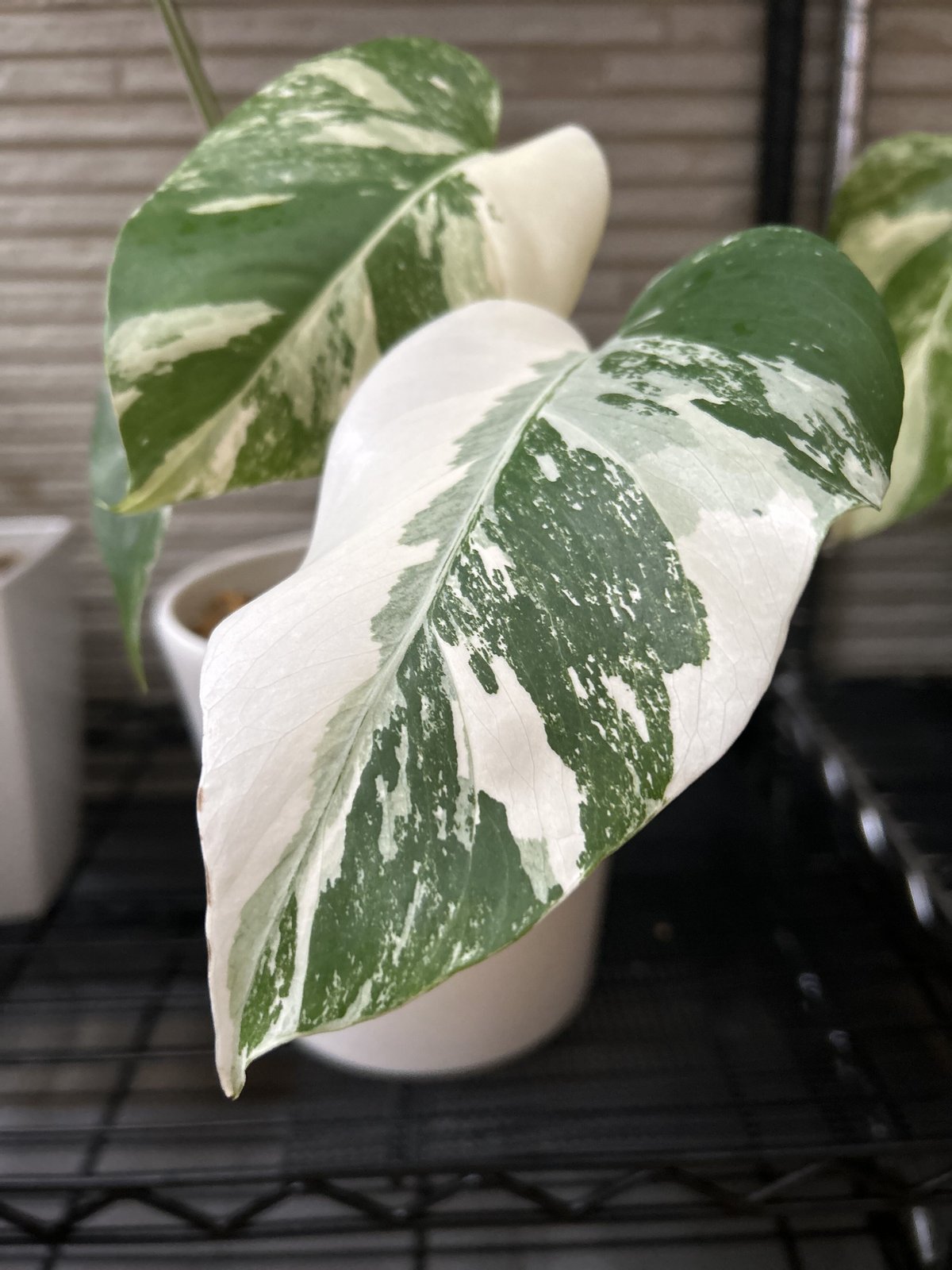 fit=scale-down,w=1200