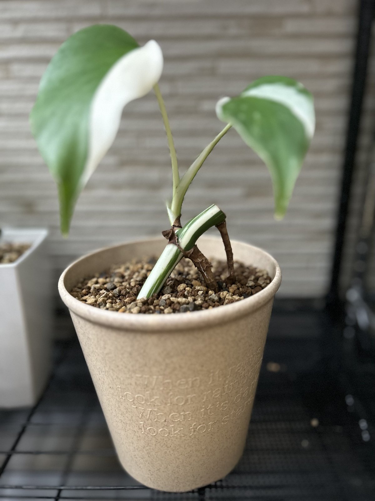 雨*♪様 斑入りモンステラホワイトタイガー大茎5株おまとめ りん