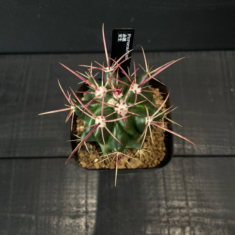 サボテン フェロカクタス 赤鳳 × プラ鉢 | 最終的にサボテン
