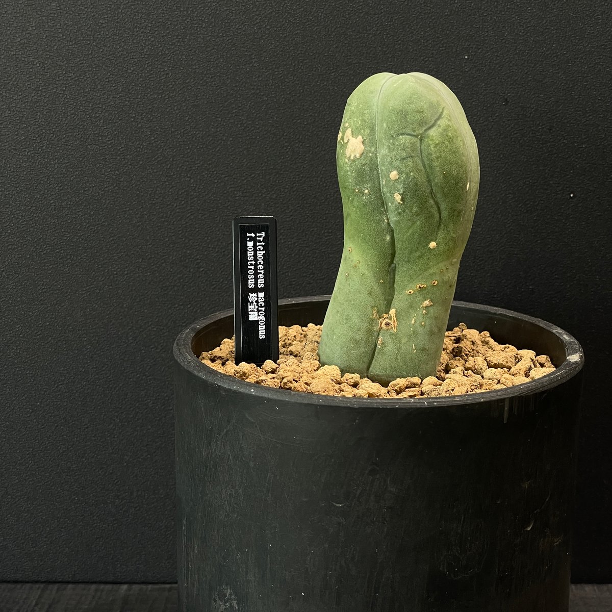 サボテン トリコケレウス 珍宝閣 × BLACK PLASTIC POT | 最終的に