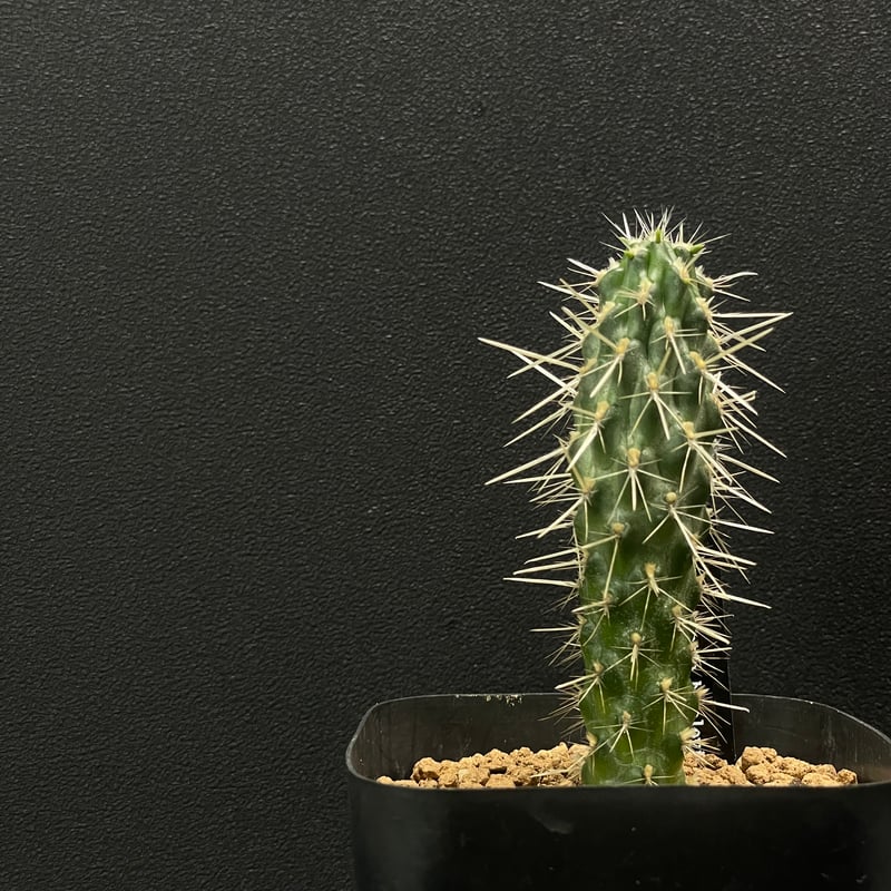 サボテン キリンドロプンチア 松嵐 × プラ鉢 | 最終的にサボテン