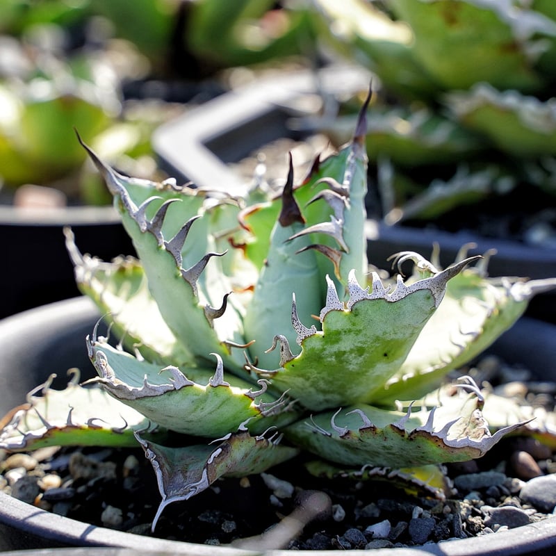 実生 チタノタブルー 検索)オアハカ オテロイ アガベ fo-076 ホリダ