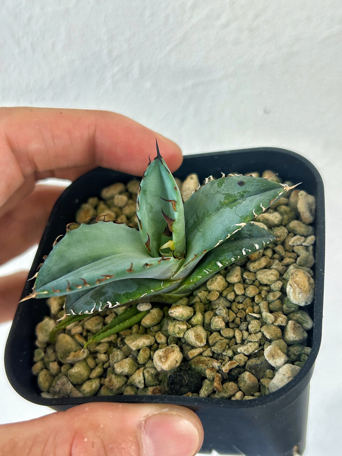 アガベ チタノタブルー