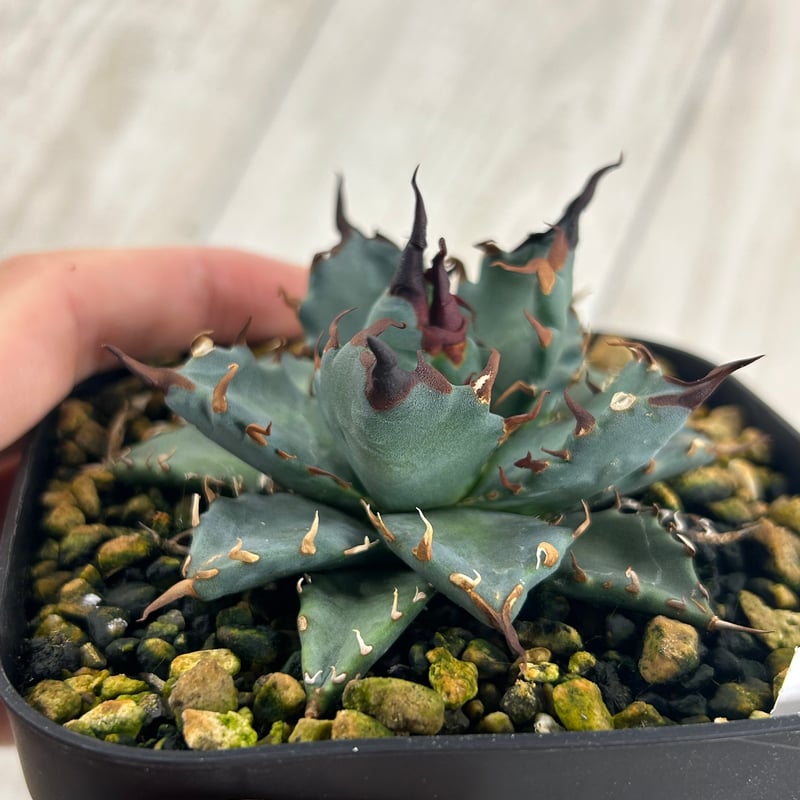 アガベ 妖炎×姫巌龍 ハイブリッド | アガベ専門店 Heart plants.