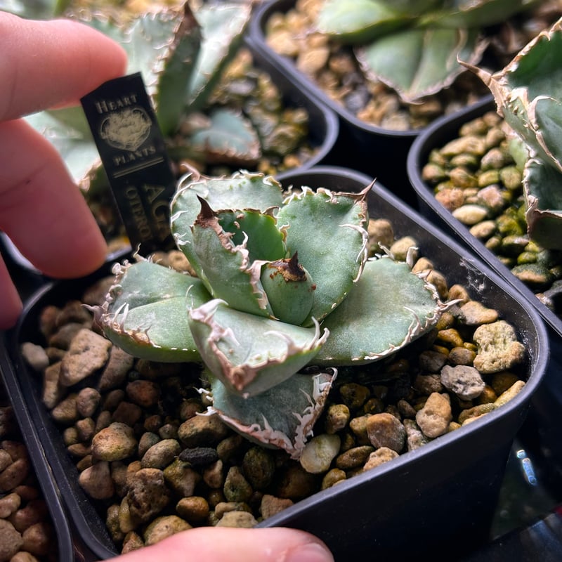 アガベHP030 青葉ブツブツ 蒼鱗 子株 | アガベ専門店 Heart plants.