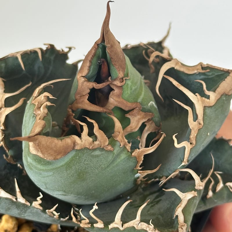 アガベ チタノタ 悪魔くん/スーパーチタノタ/bakemono（発根済TC苗