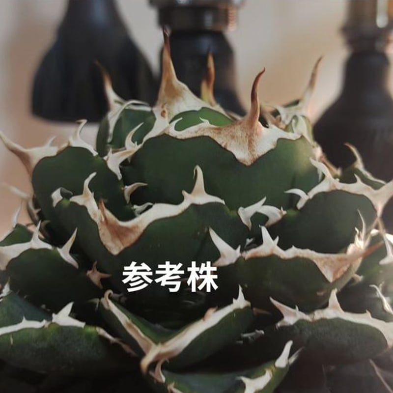 アガベ イラン株 NOVA （ノヴァ） | slow glower