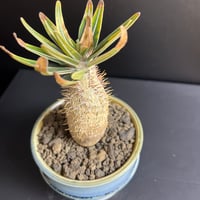 グラキリス 実生 5株セット ②G | HANDS PLANTS