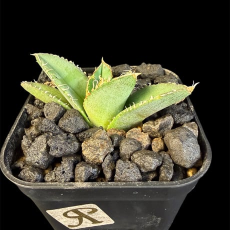 アガベ麻花龍 | STORES