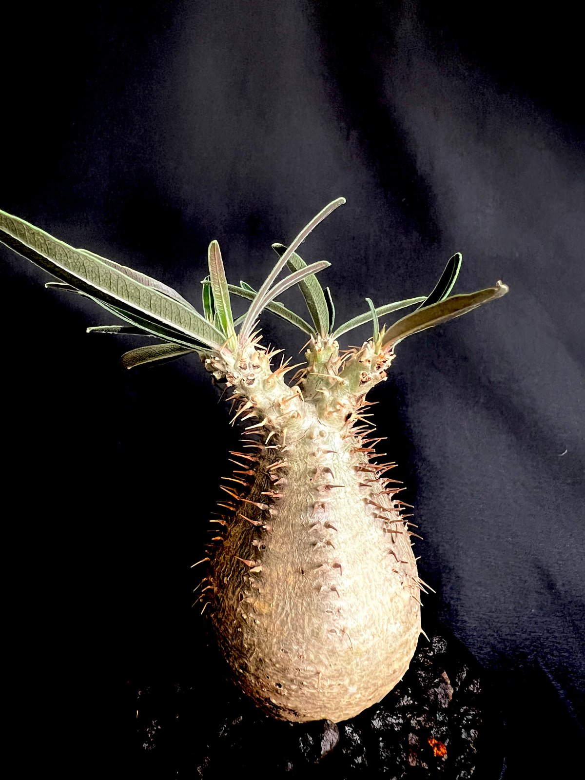 パキポディウムグラキリス 発根済み 14 | HANDS PLANTS