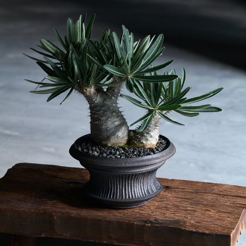 パキポディウムグラキリス × 小野瀬一 | MEGASHEEP