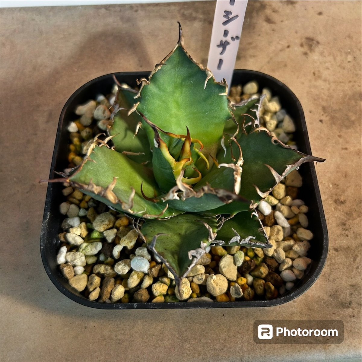 fit=scale-down,w=1200