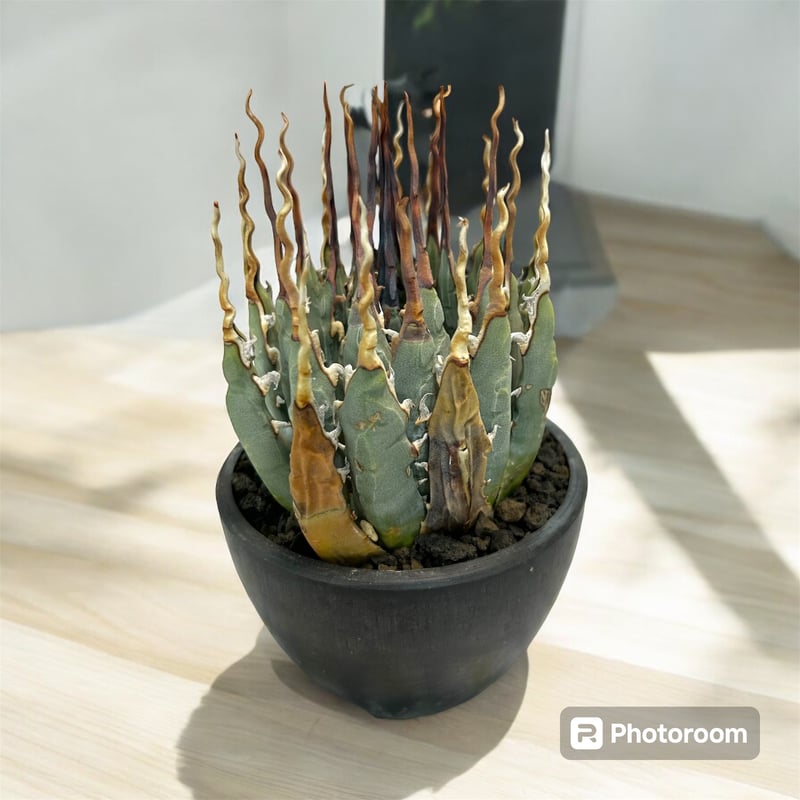 アガベ ユタエンシス エボリスピナ陽炎（（USA株）発根済み | HARENOHI