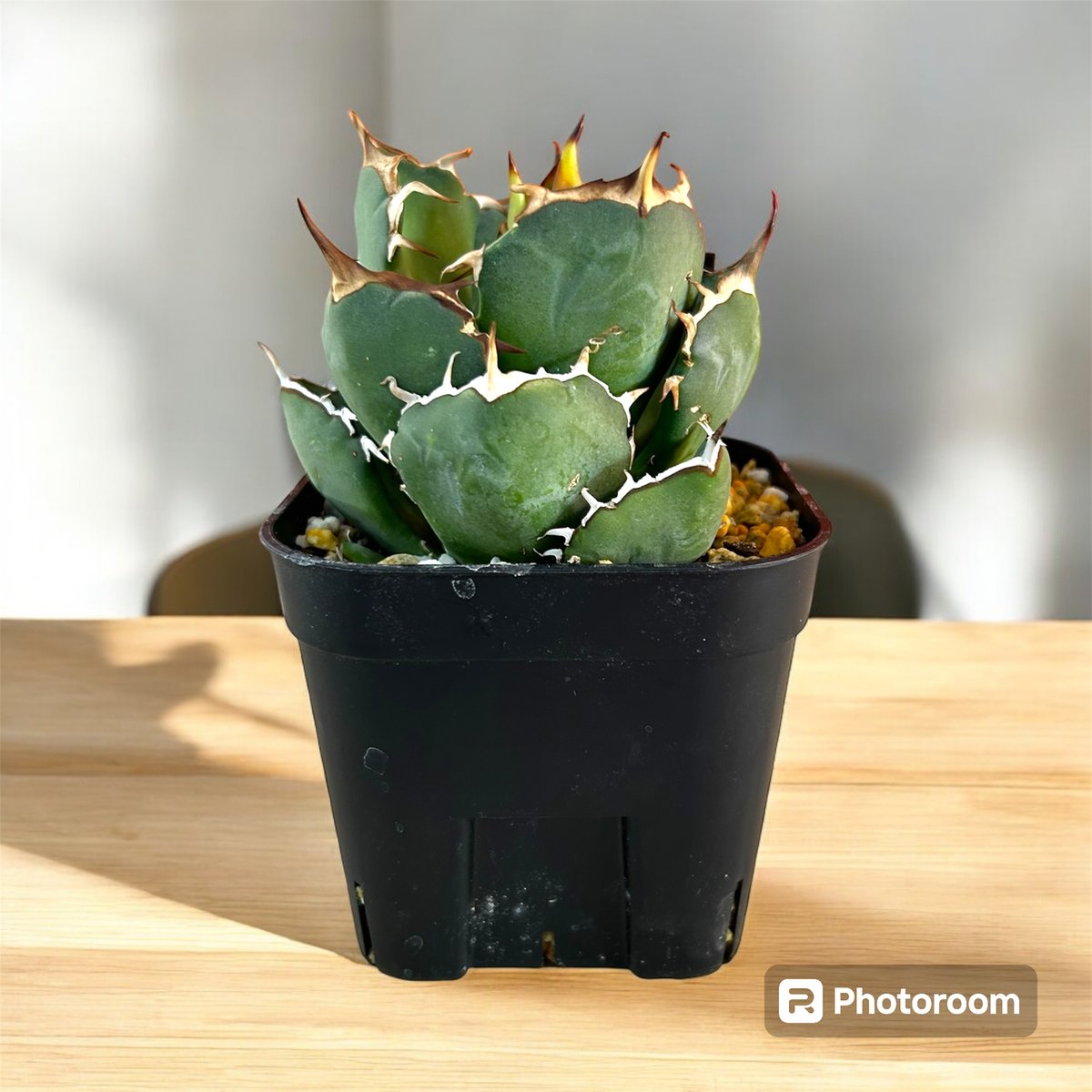 アガベ チタノタ ローズ | HARENOHI-PLANTS