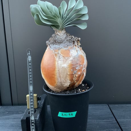 ブーファンハエマンソイデス | STORES