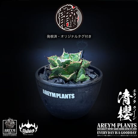 アガベ星空 | STORES