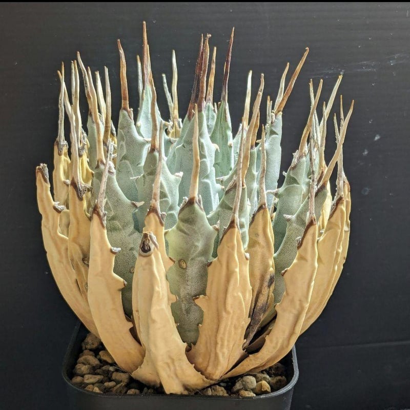 アガベ ユタエンシス・エボリスピナ ☆陽炎☆ | FELICITA