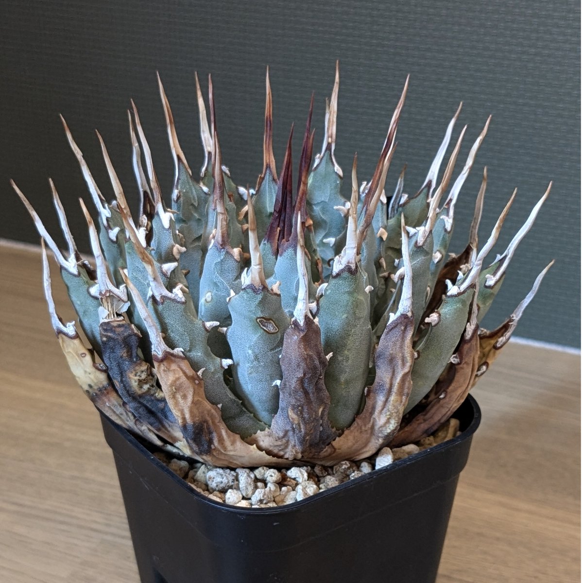 アガベ ユタエンシス・エボリスピナ ☆ | FELICITA