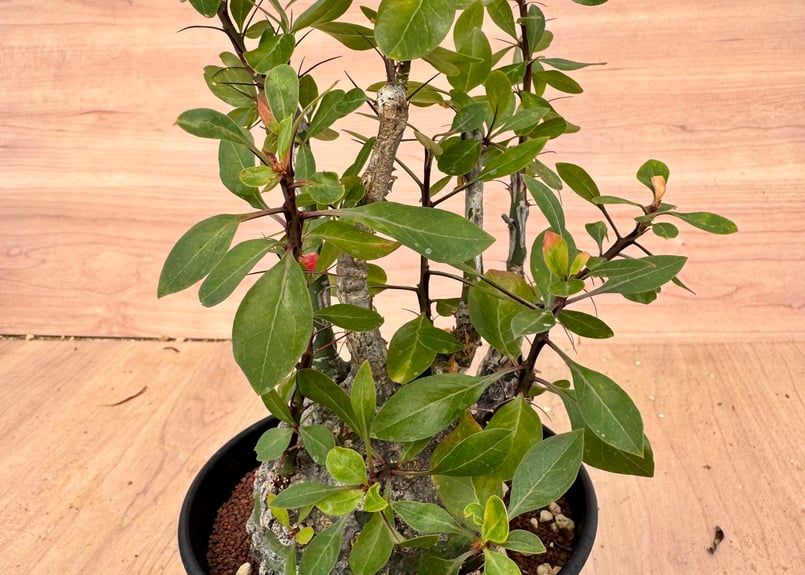 フォークイエリア・ファシクラータ（＃）Fouquieria fasciculata | HOI