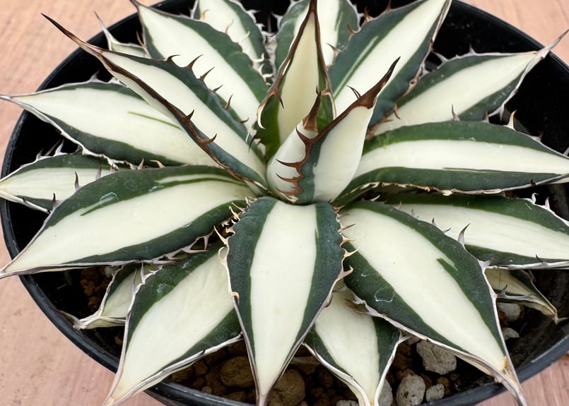 アガベ ホリダ錦 白中斑 Agave horrida varieg. | HOIKAWA CA