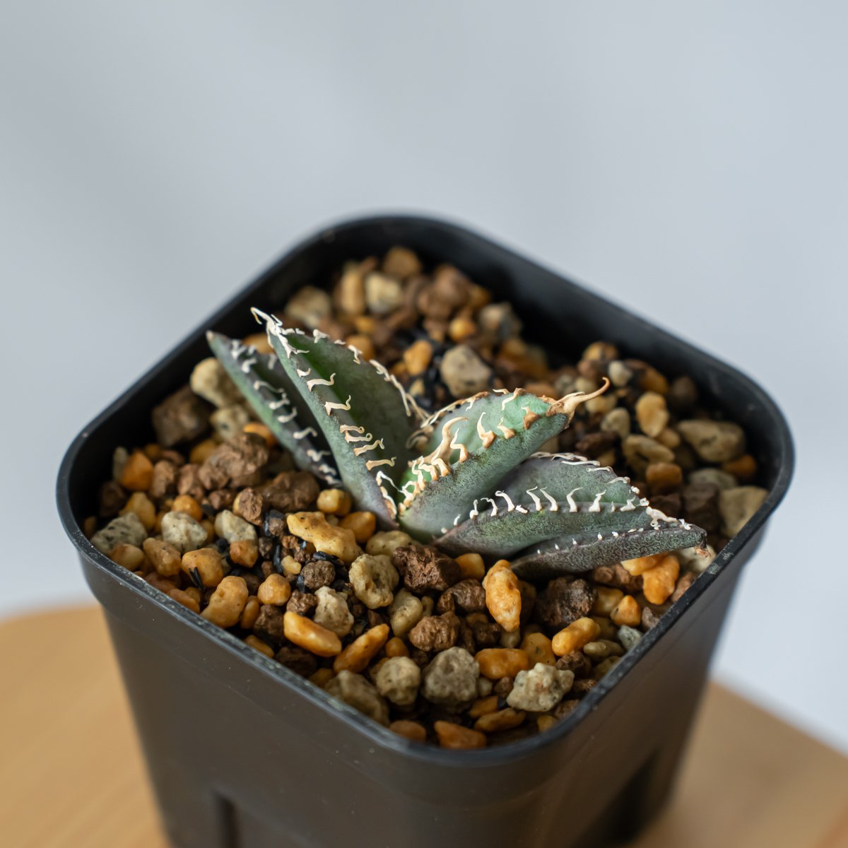 アガベ チタノタ 白幽霊【発根管理中】TC株 agave titanota white gho