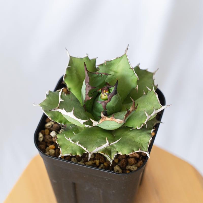 アガベ チタノタ 姫厳竜 Agave titanota 美株 多肉植物 珍奇植物 静岡