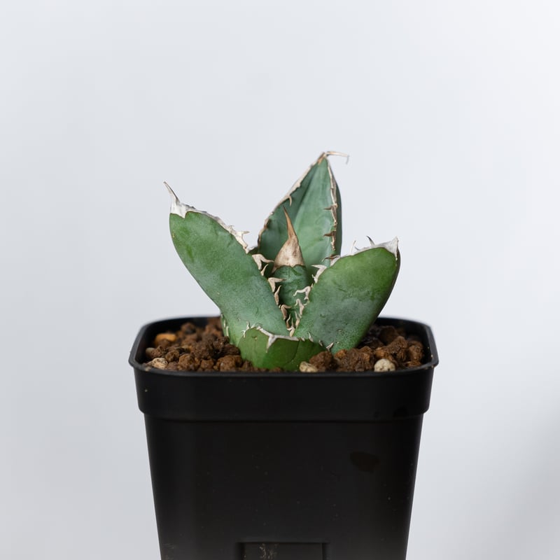 アガベ チタノタ 大白鯊 ホオジロザメ TC株 Agave titanota great w