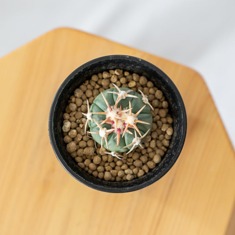 エキノカクタス 白刺翠平丸 実生 美株 Echinocactus horizonthaloni