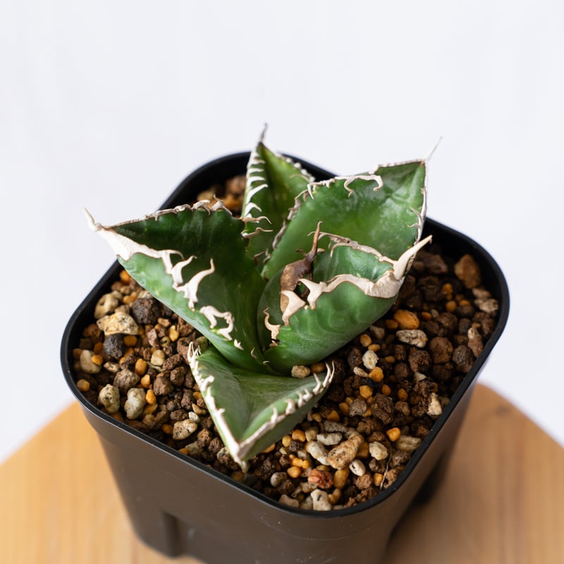 アガベ チタノタ 悪魔くん【発根管理中】TC株 Agave titanota Bakemono