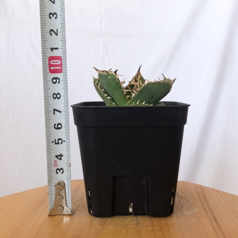 アガベ チタノタ 氷雹【発根管理中】TC株 Agave titanota HYO ブツブツ
