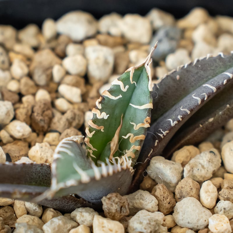 アガベ チタノタ 白幽霊 agave titanota white ghost 多肉植物 珍奇