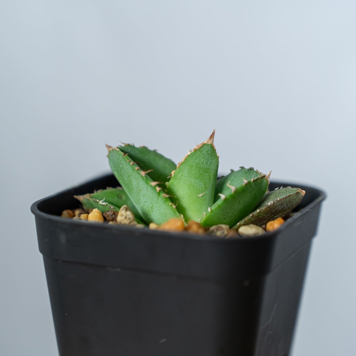 s*n様 多肉植物・アガベ ・チタノタ・“精品冰雹” ・極上株ブツブツ N*V