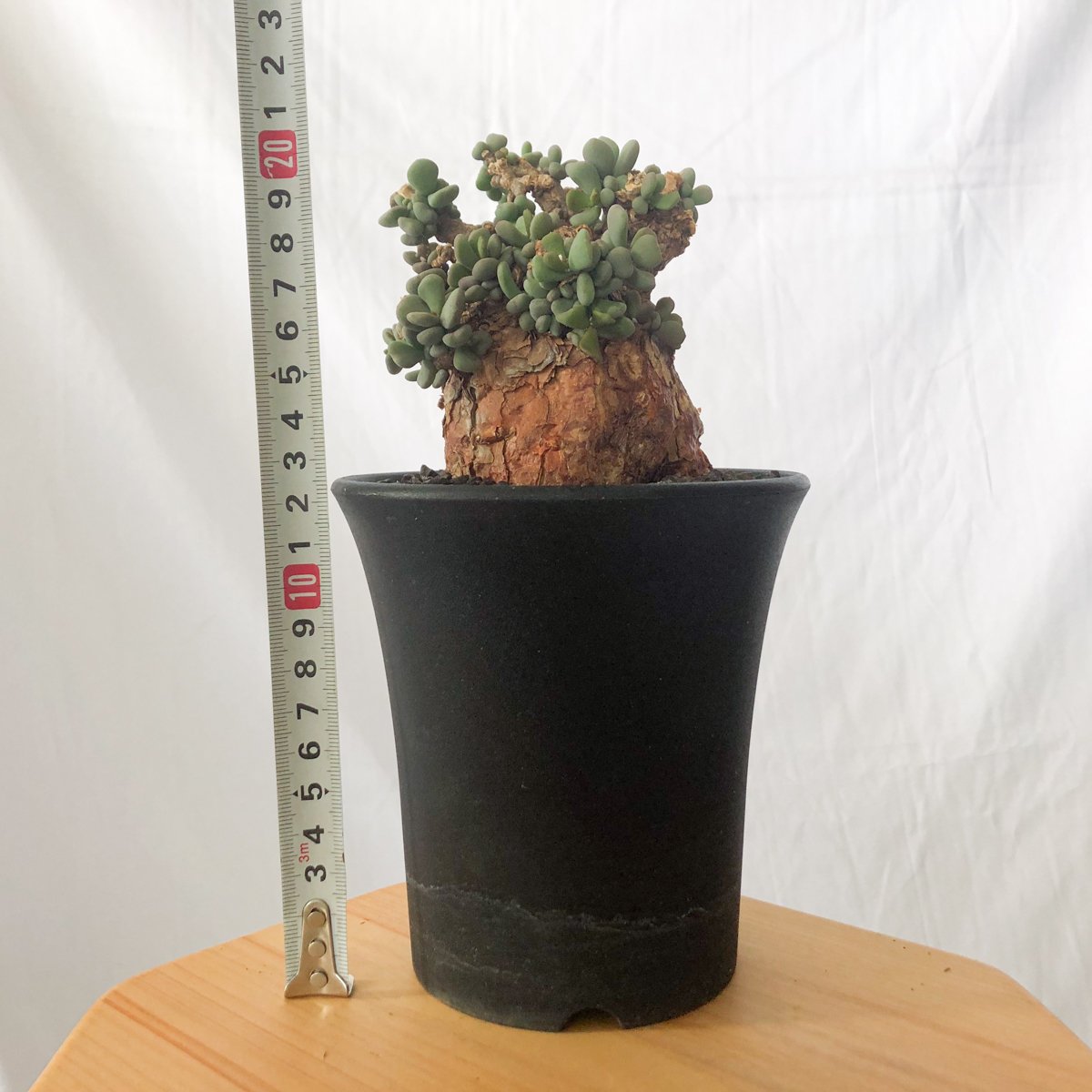 ケラリア ピグマエア 輸入株 Ceraria pygmaea 塊根植物 コーデックス