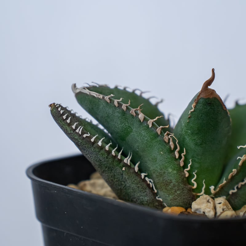 アガベ チタノタ 悪魔くん【発根管理中】TC株 Agave titanota 多肉植物